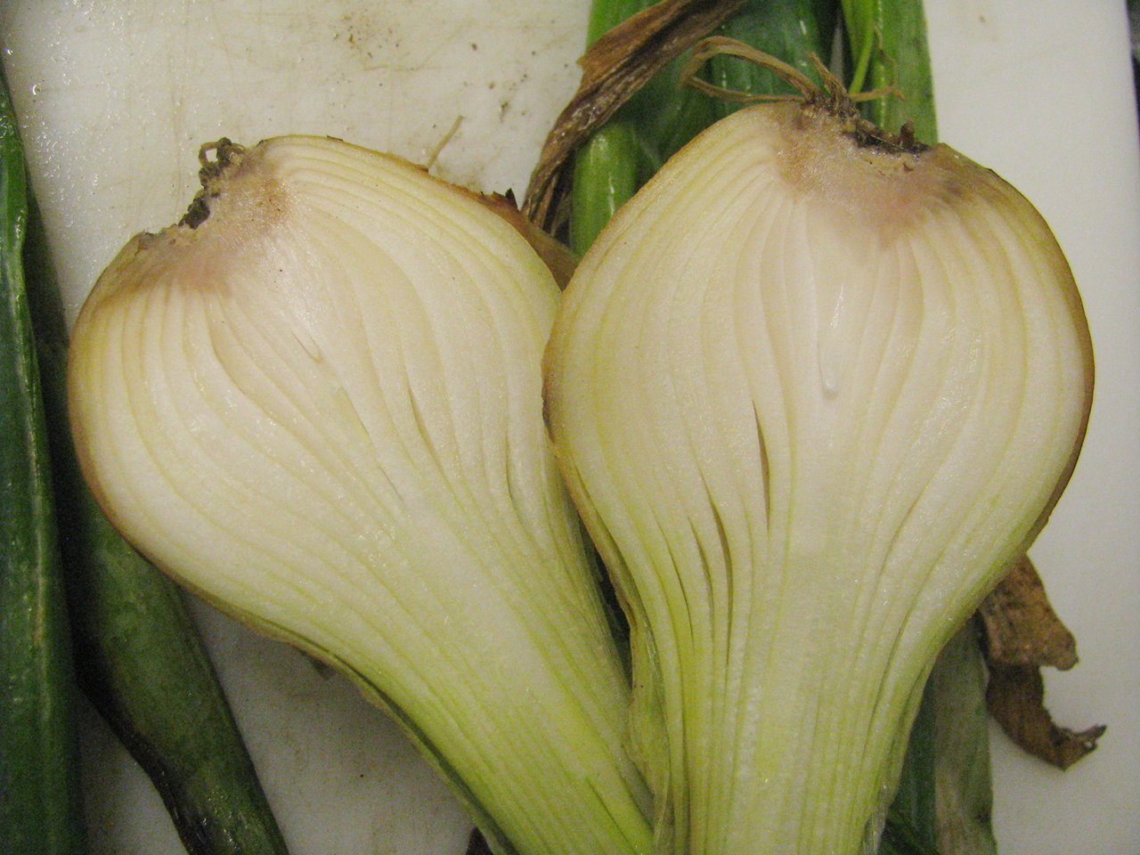 Fusarium basal rot on onion bulbs-2
