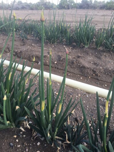 Herbicide Injury symptoms-1