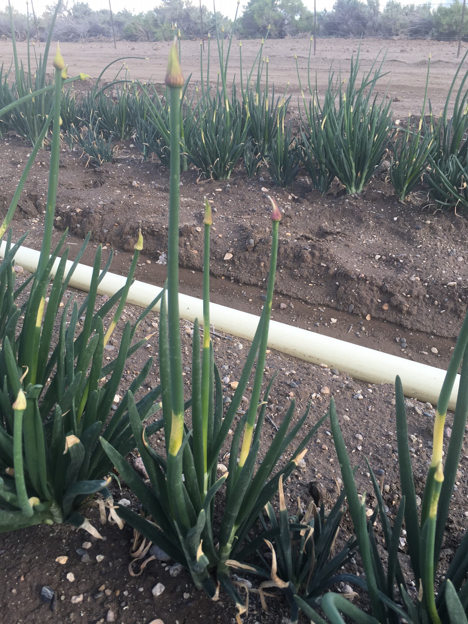 Herbicide Injury symptoms-1