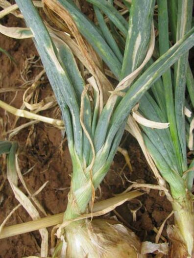 iris yellow spot virus lesions on onion-1