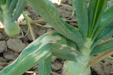 iris yellow spot necrotic lesion in bulb onion crop-2
