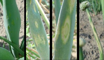 iris yellow spot symptoms on onion scapes-3