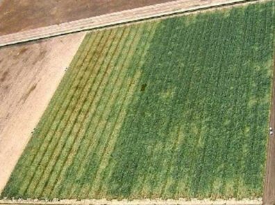 iris yellow spot virus in onion seed crop-4