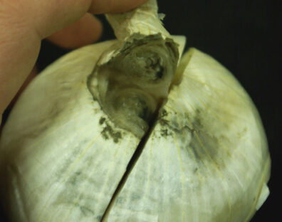 neck rot of onion-1
