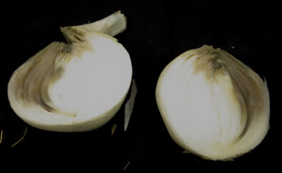 neck rot of onion-3