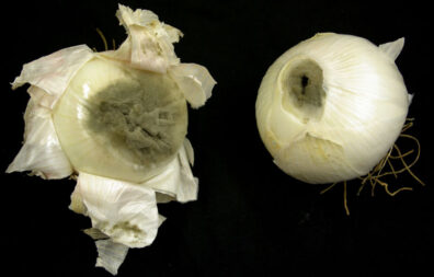 neck rot of onion-2