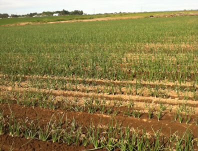 onions showing symptoms of pink root-1