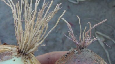 onions showing symptoms of pink root-3
