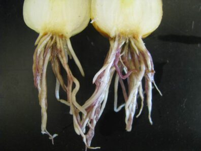 symptoms of pink root on onion-4