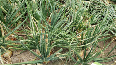 Onion powdery mildew-1