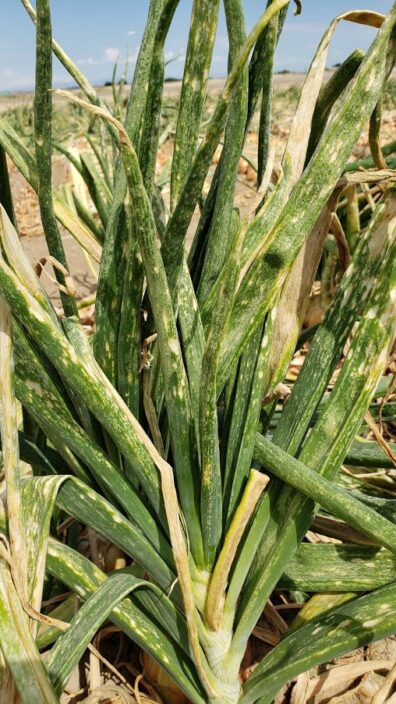 Onion powdery mildew | Pacific Northwest Vegetable Extension Group