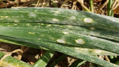 Onion powdery mildew-3