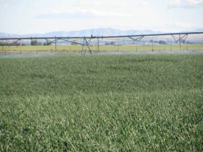 showing severely stunted patches may be visible through harvest