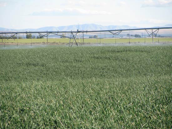 showing severely stunted patches may be visible through harvest