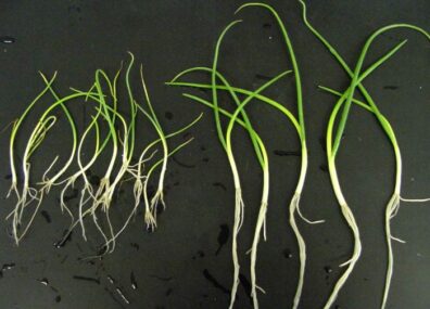 onion-rhizoctonia-stunting-1