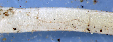 onion-rhizoctonia-stunting-3