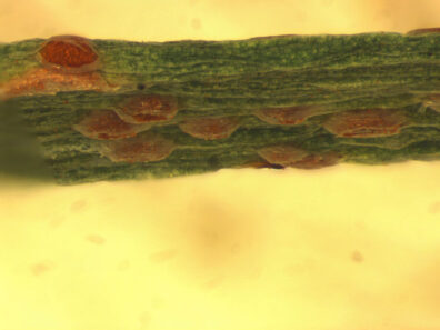 Closeup of rust on onion tops-3