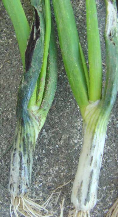 comparision of immature and mature smut