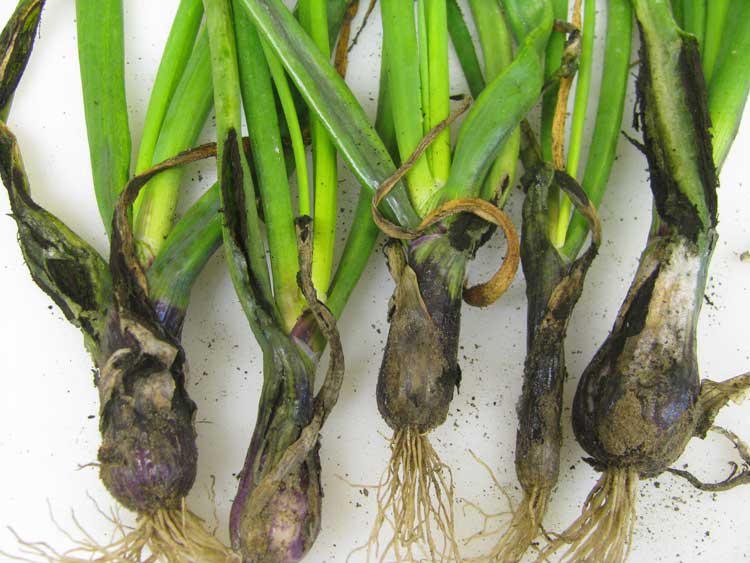 Closeup view of onion smut sori on the cultivar 'Red Label'