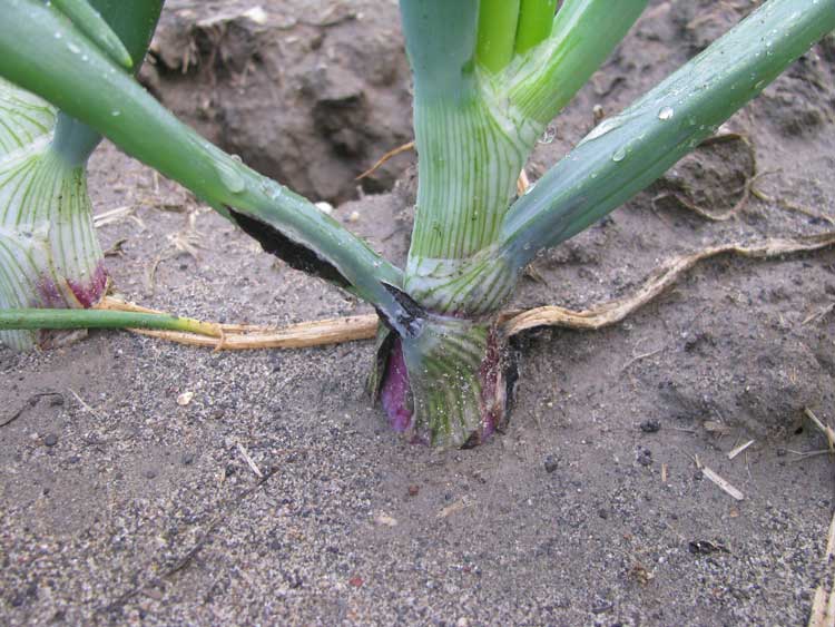 splitting symtoms of an older leaf in the field