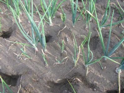 stunting of onion plants caused by smut