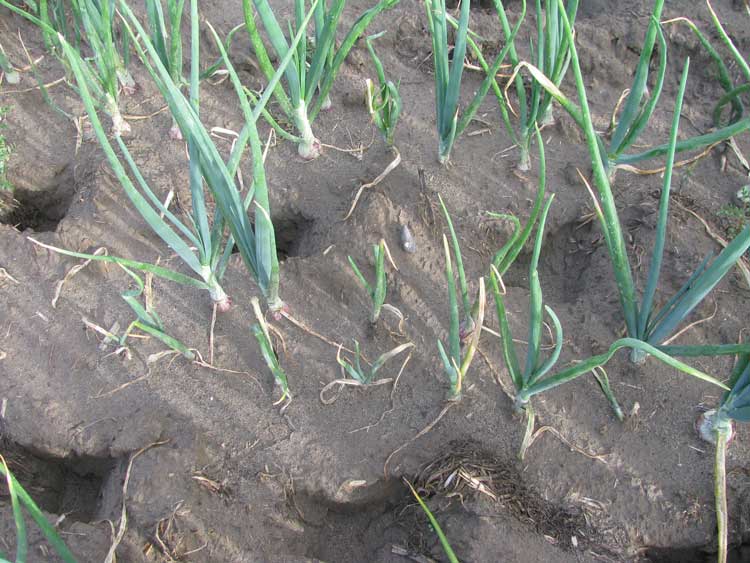 stunting of onion plants caused by smut