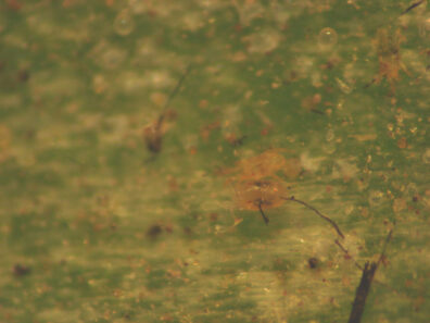 Close up of spider mites