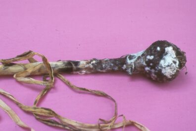 white rot on onion-1