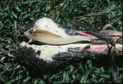 white rot on onion-5