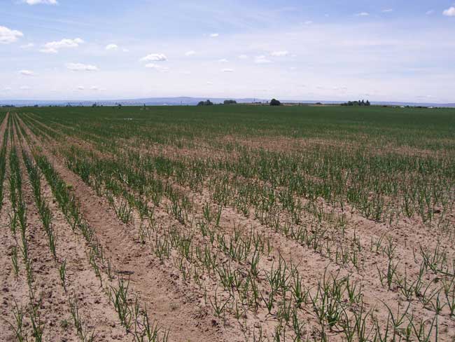 field of onions showing wireworm damage