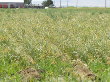 onion-yellow-nutsedge symptoms-1