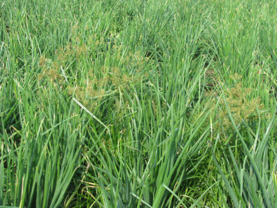 onion-yellow-nutsedge symptoms-2