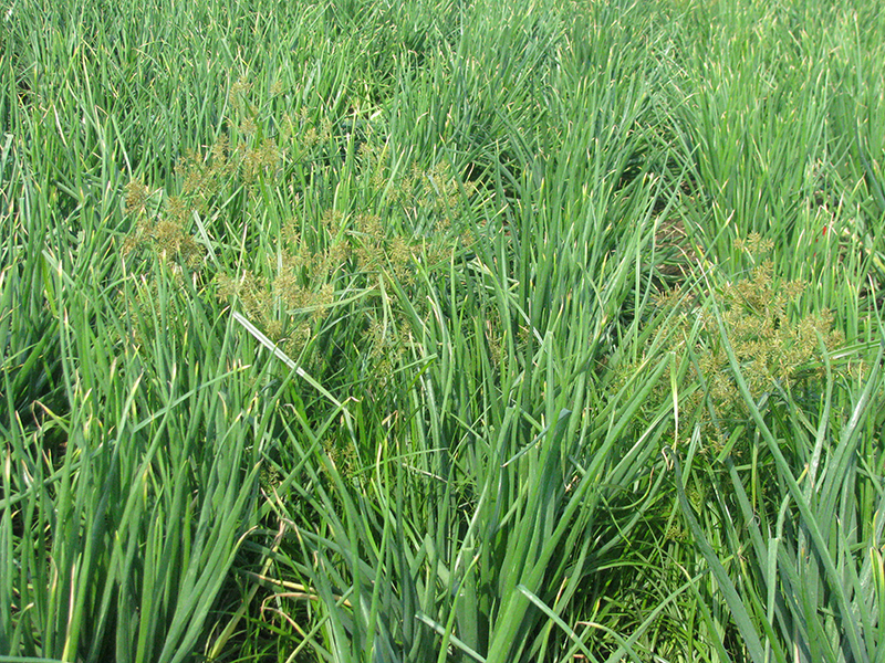 onion-yellow-nutsedge symptoms-2