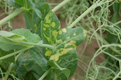 yellow-spotting on pea leaves-2