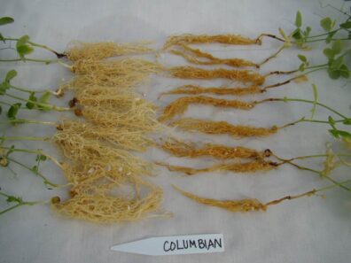 aphanomyces root rot of pea-1
