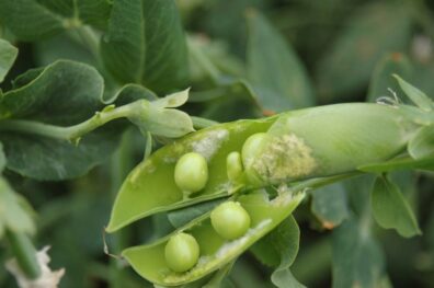 Downy mildew symptoms in pea pods-2