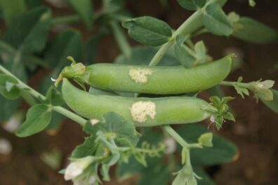 Downy mildew symptoms on pea pods-1