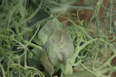 Downy mildew symptoms on leaves-4