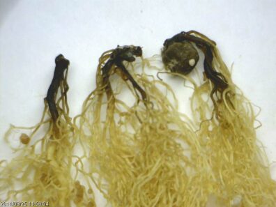 Fusarium root rot of pea-2