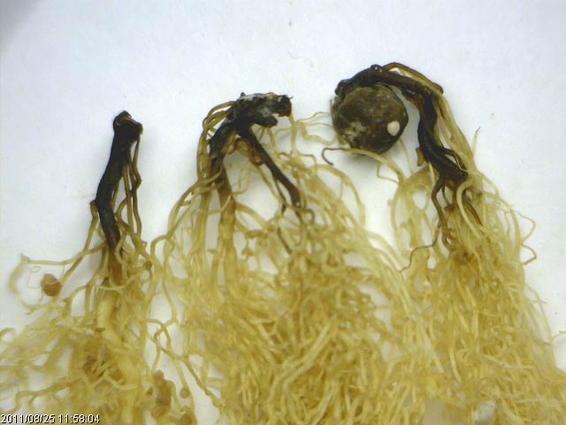 Fusarium root rot of pea-2