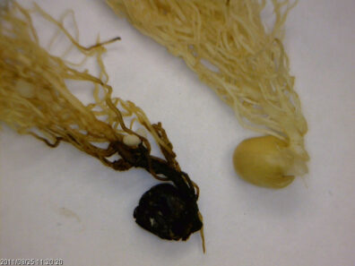 Fusarium root rot of pea-3