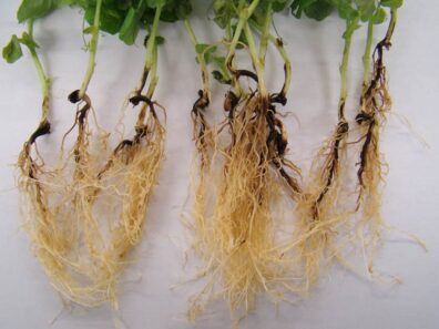 Fusarium root rot of pea-1