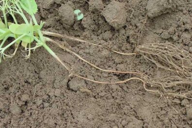 fusarium wilt of pea