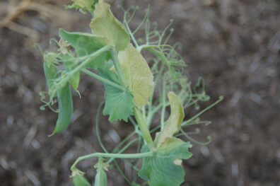 fusarium wilt symptoms on pea-2