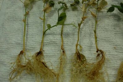 fusarium wilt symptoms on pea-3
