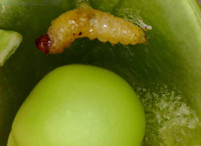 pea moth larva in pea pod-2