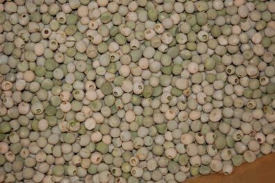 pea weevil damage on pea seeds-1