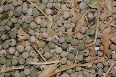 pea weevil damage on pea seeds-2