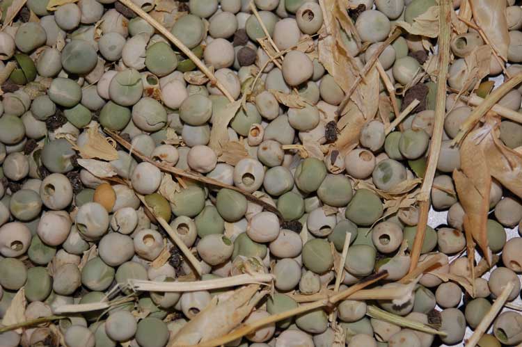 pea weevil damage on pea seeds-2