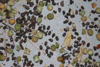 pea weevil damage on pea seeds-3